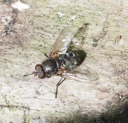 Pollenia sp.